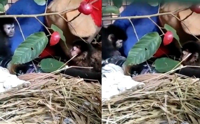 Parque Ecológico El Puma: crías de monos rescatados se recuperan para regresar a su hábitat