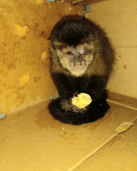 Jardín América: rescataron a un mono caí con una lastimadura en el ojo izquierdo 1 2 - mono 1 - 1