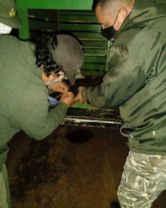 Jardín América: rescataron a un mono caí con una lastimadura en el ojo izquierdo 2 4 - mono2 - 3