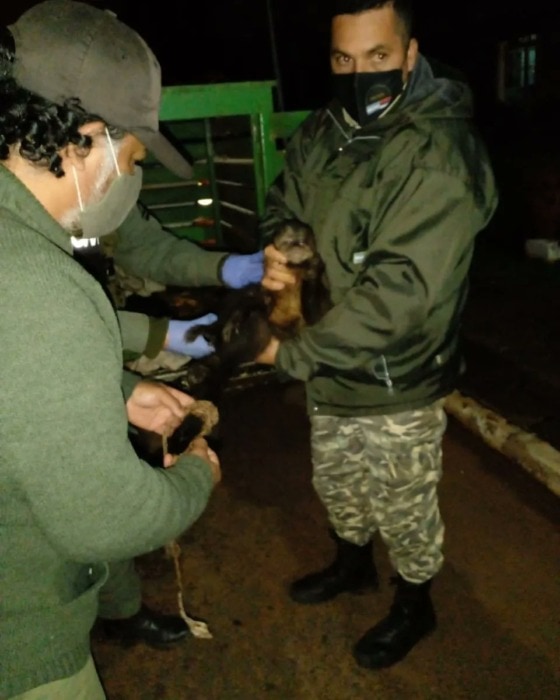 Jardín América: rescataron a un mono caí con una lastimadura en el ojo izquierdo 3 6 - mono3 - 5