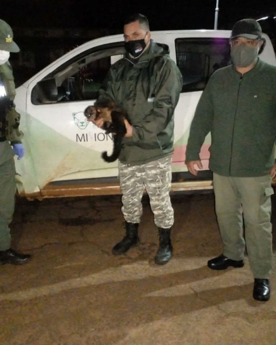 Jardín América: rescataron a un mono caí con una lastimadura en el ojo izquierdo 4 8 - mono4 - 7