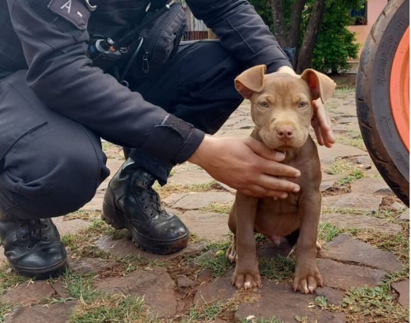 Restituyeron a un perro que fue robado en Posadas