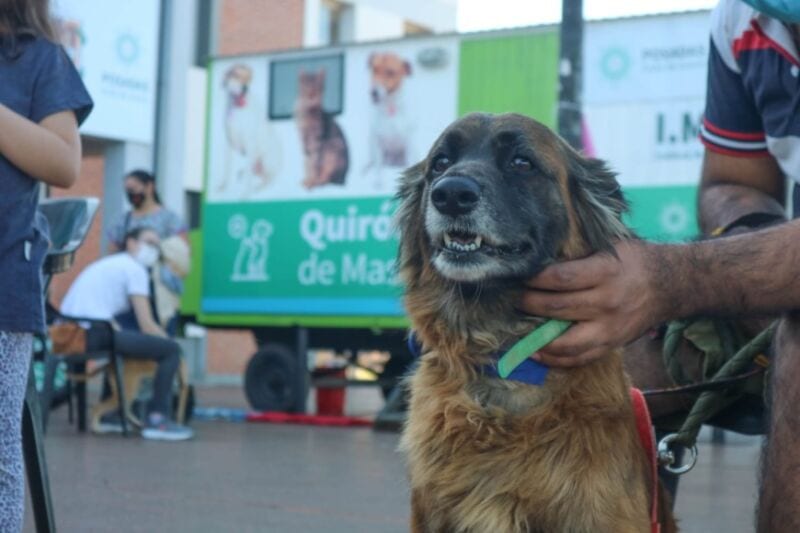 Continúan los operativos de vacunación antirrábica y castración en Posadas