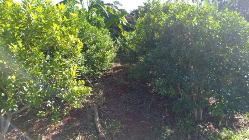 Cobertura integral en salud: "Es la primera vez que tenemos una obra social yerbatera" 2 4 - productor4 - 3