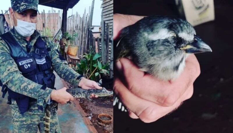 Rescataron un yacaré y un pájaro pepitero verdoso en Posadas