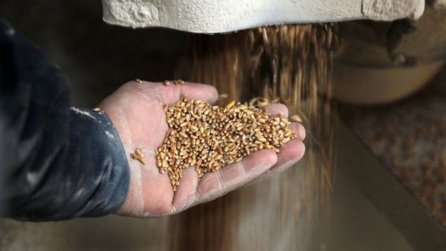 Argentina exportará por primera vez trigo a China