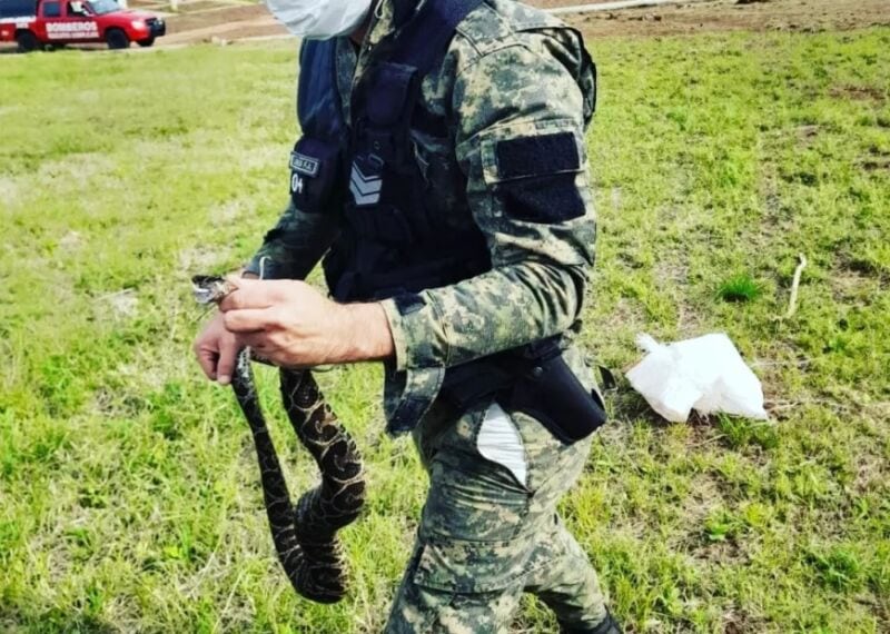 Policías rescataron y resguardaron a una Yarará en Posadas