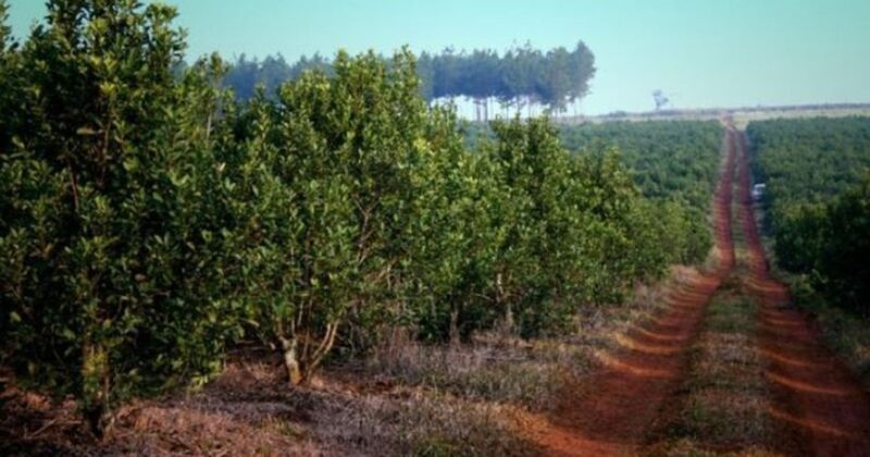 Productores de yerba mate misioneros participarán de la Feria Caminos y Sabores en La Rural 2 4 - yerba 6 - 3