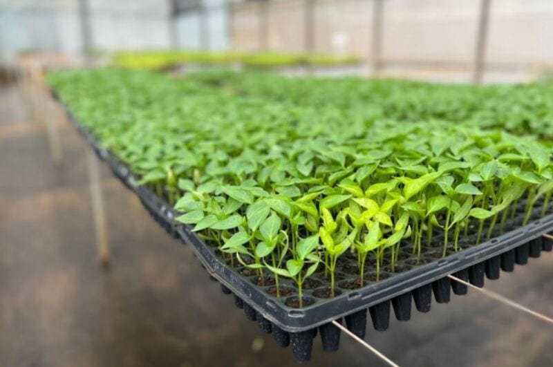 Más emprendimientos agrícolas implementan fertilizantes foliares orgánicos