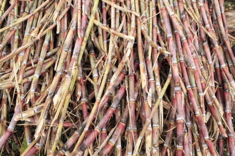 Productores cañeros inician obras para mejorar sus salas de elaboración de azúcar rubio 4 8 - Azucar Rubio2.jpg - 7