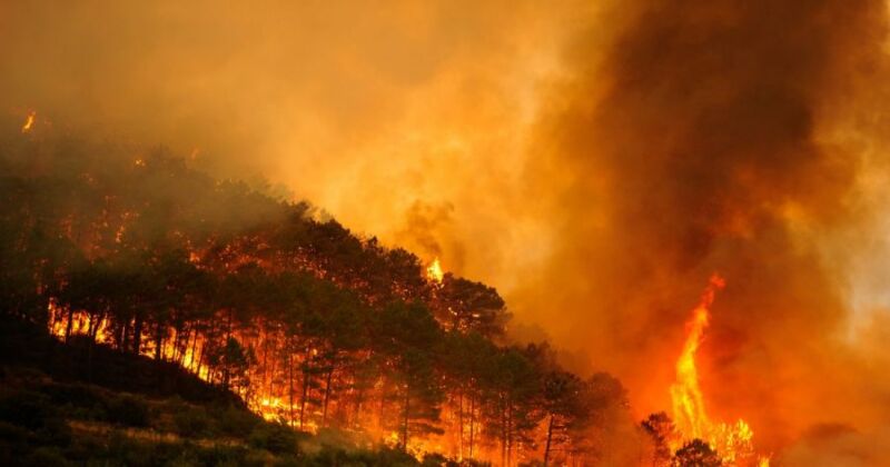 Ola de calor en Europa: incendios forestales arrasan Francia y España