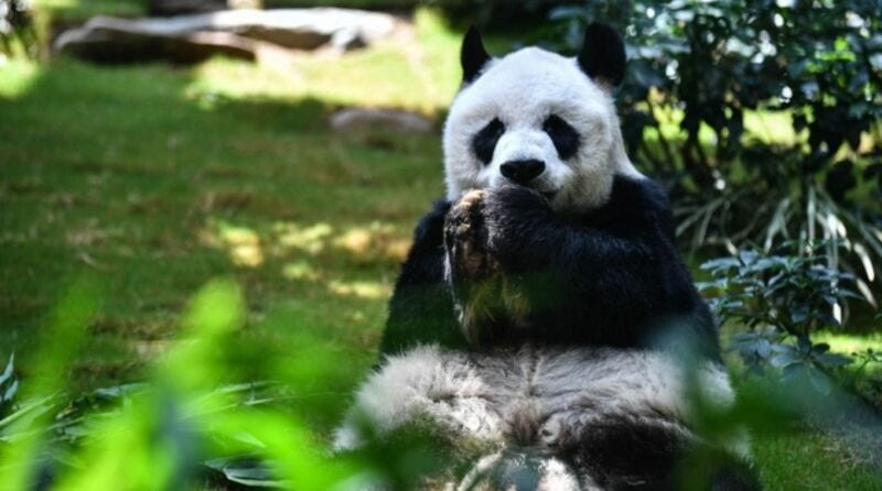 Murió a los 35 años el panda macho en cautiverio más longevo del mundo