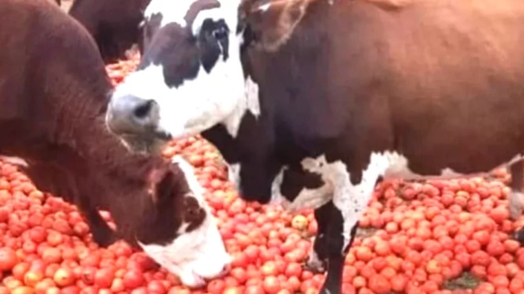 Sin demanda ni precio, productores correntinos dan de comer tomates a sus animales