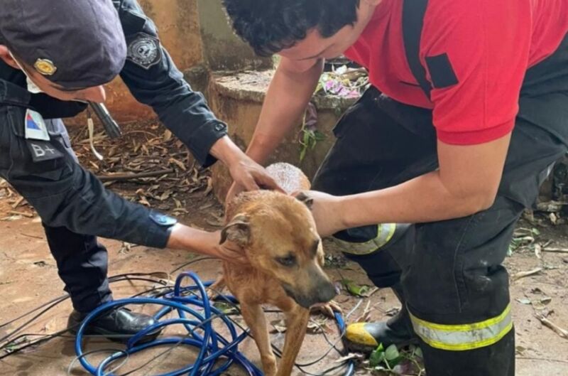 Rescataron a un perro que cayó a un pozo de agua y salvaron a un gato atrapado en una alcantarilla