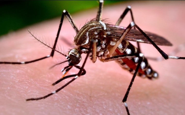 Chikungunya: síntomas y secuelas de la enfermedad que tiene en alerta a Paraguay