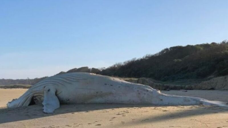 Hallaron una extraña ballena albina muerta en una playa de Australia