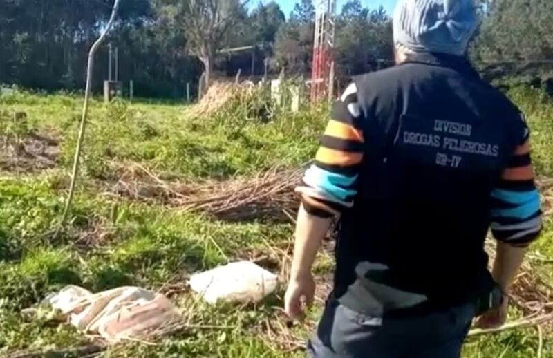 marihuana en una chacra