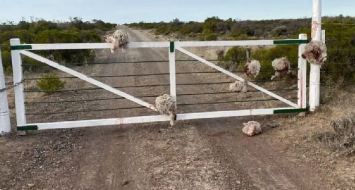 Chubut: robaron ovejas y dejaron las cabezas en una tranquera