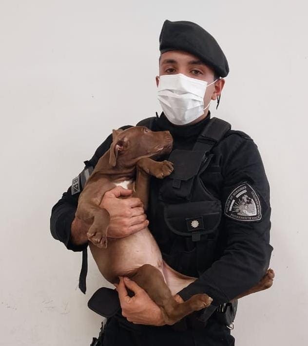 Le robó el perro a una vecina de Garupá y fue detenido 2 4 - perro recuperado - 3