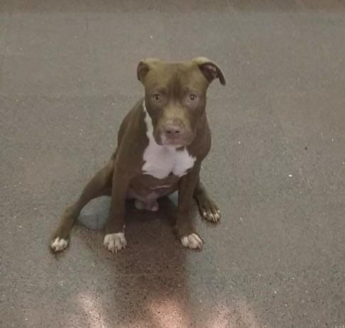 Posadas: terminó tras las rejas por robar un perro