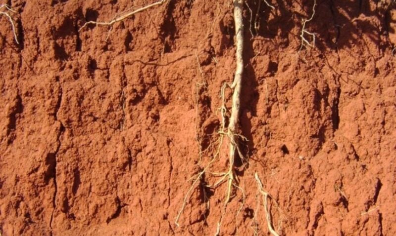 Promueven prácticas para evitar la erosión de los suelos donde se produce yerba mate 1 2 - producir2 - 1