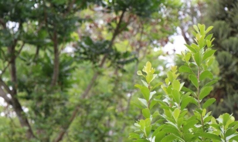 Promueven prácticas para evitar la erosión de los suelos donde se produce yerba mate 2 4 - producir3 - 3