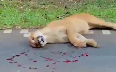 Tristeza: atropellaron y mataron a un puma en zona del Parque Nacional Iguazú