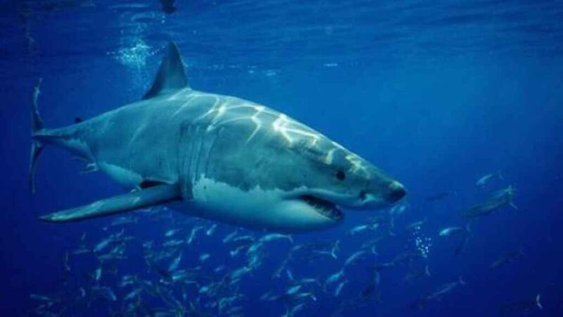 Más de 10 tiburones dieron positivo de cocaína en Río de Janeiro