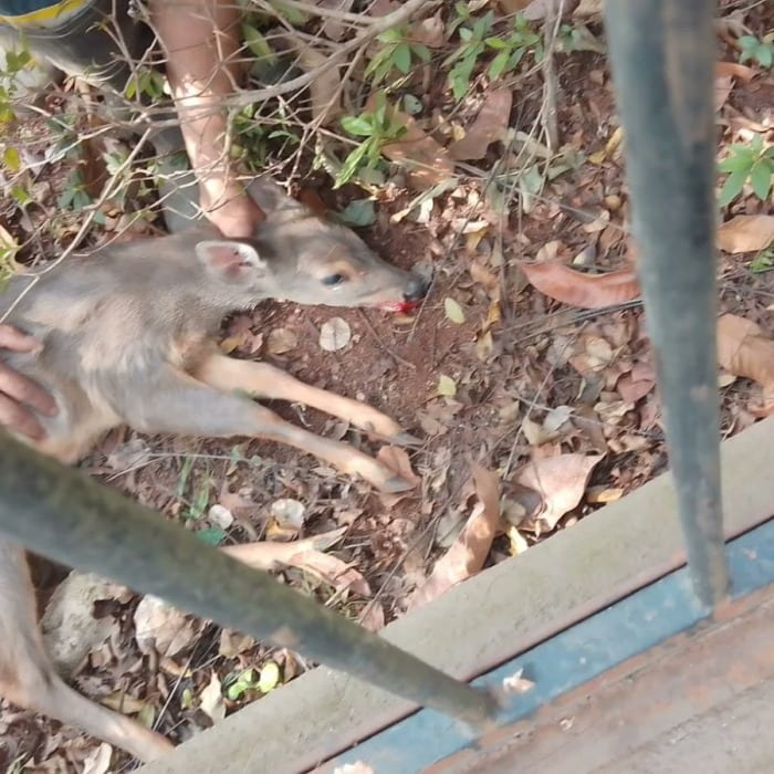 Rescataron a venado pardo herido: será rehabilitado en El Puma 1 2 - venado - 1