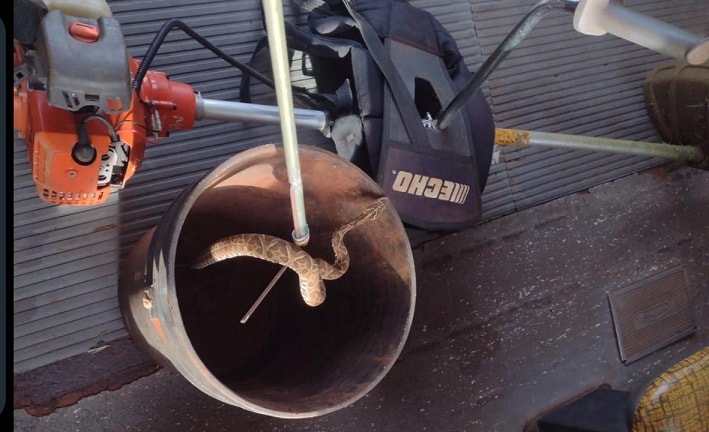Resguardaron a una yarará que encontraron dentro de un colectivo