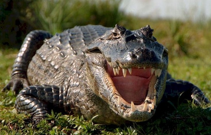 Cazaba yacarés y fue mordido