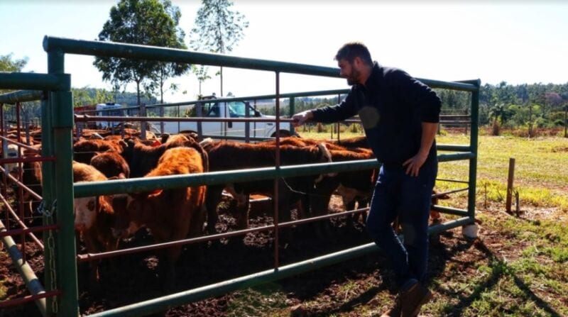 Con más de 480 cabezas de bovinos se realizó el remate ganadero en Capioví 1 2 - Con mas de 480 cabezas 1 - 1