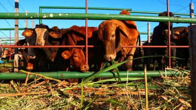 Con más de 480 cabezas