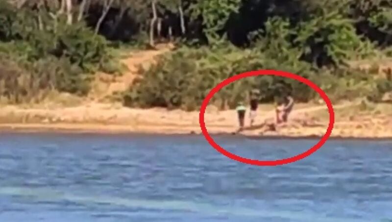 Corrientes: matan a un ejemplar de yacaré a orillas del río Paraná