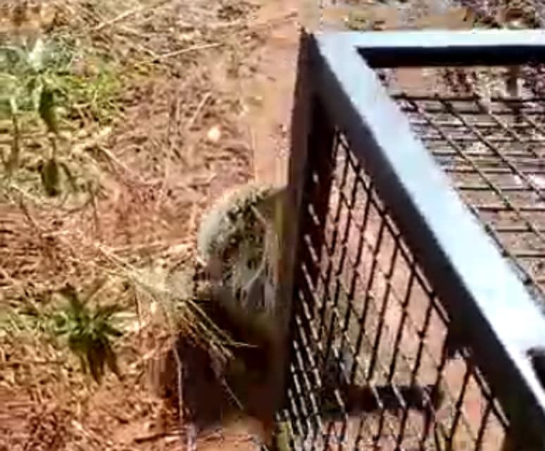 Devolvieron a su hábitat a