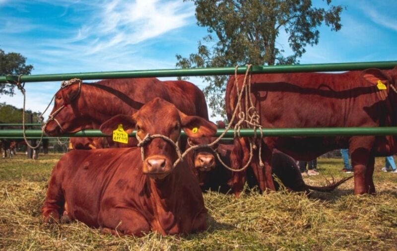 Exitoso remate de bovinos y equinos en la Expo Rural de las Misiones