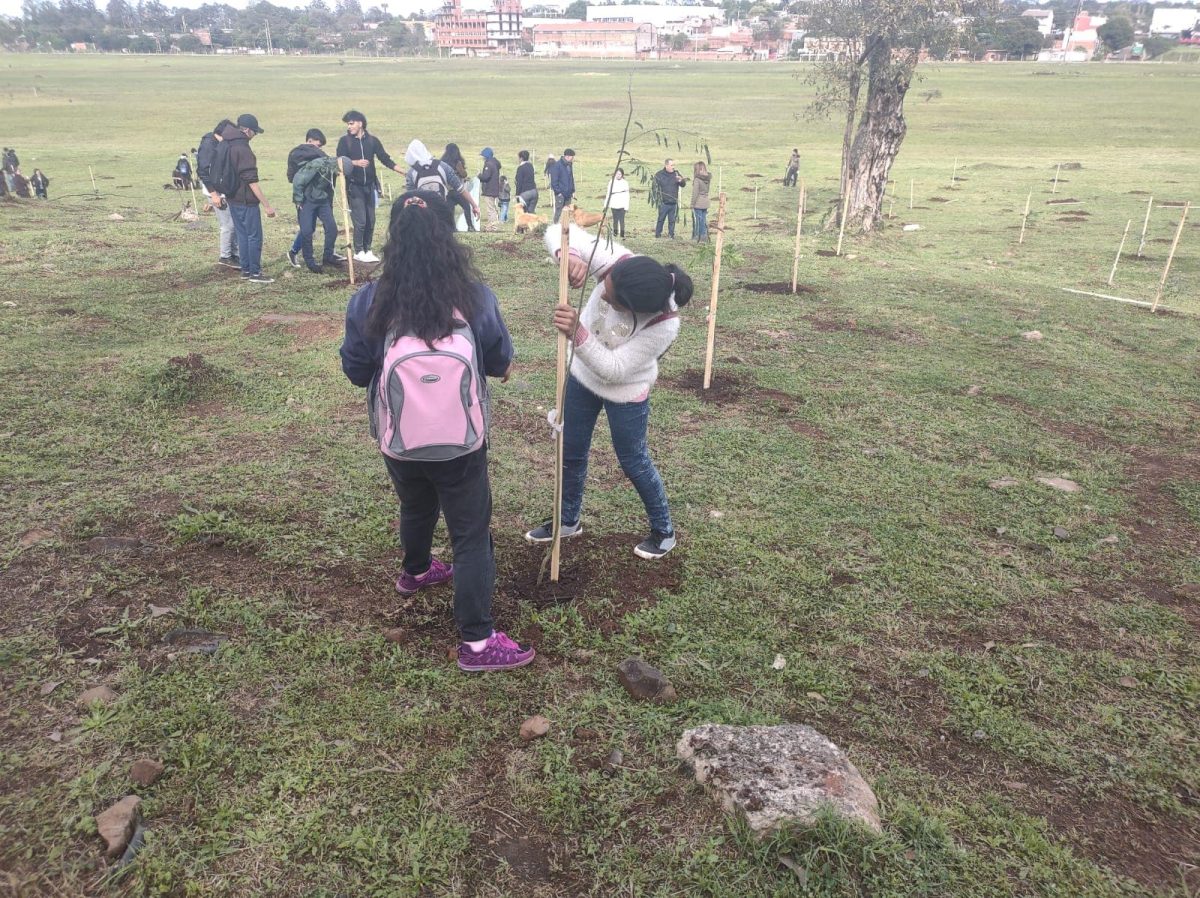 Hay cinco mil arboles plantados 1 - 3