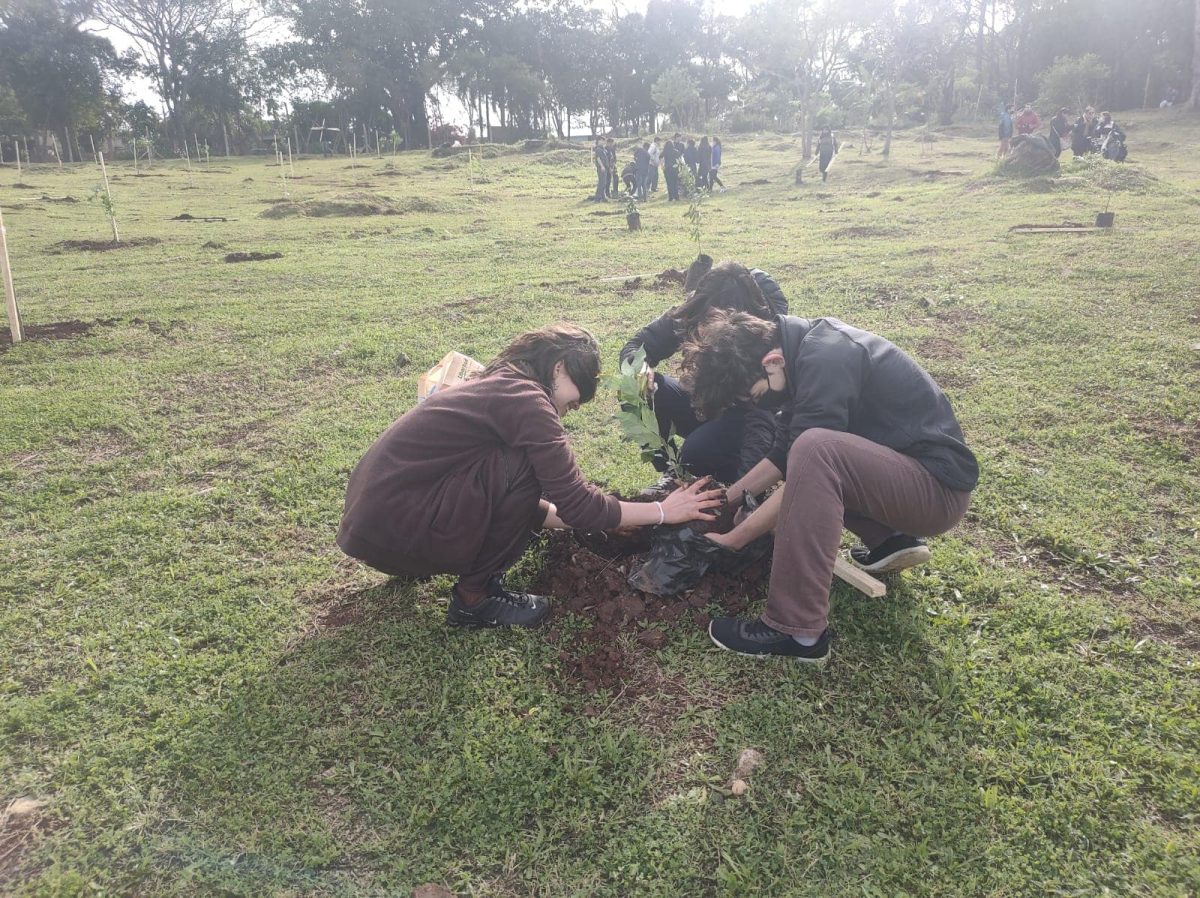 Hay cinco mil arboles plantados 5 - 5