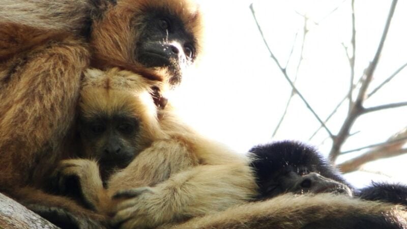 Investigan a los monos aulladores