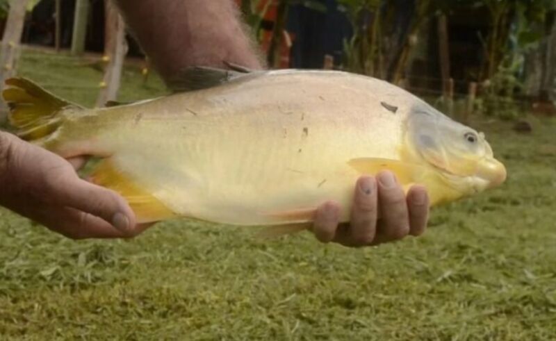 Legislatura establecen por ley el