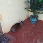 Liberaron en su habitat natural 1 - 1