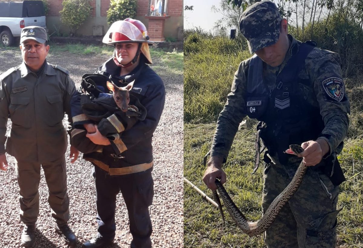 Liberaron en su hábitat natural