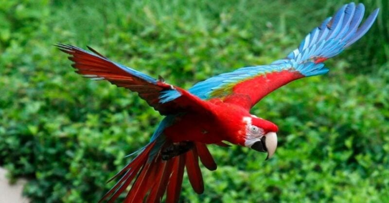 Nació un Guacamayo Rojo
