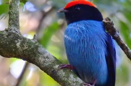 Hoy presentarán “Región de Aguas Grandes y Selva” en la Casa de las Misiones en Buenos Aires
