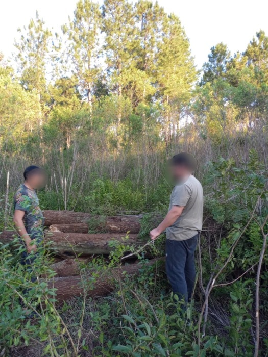 Recuperaron rollos de madera nativa 2 - 3