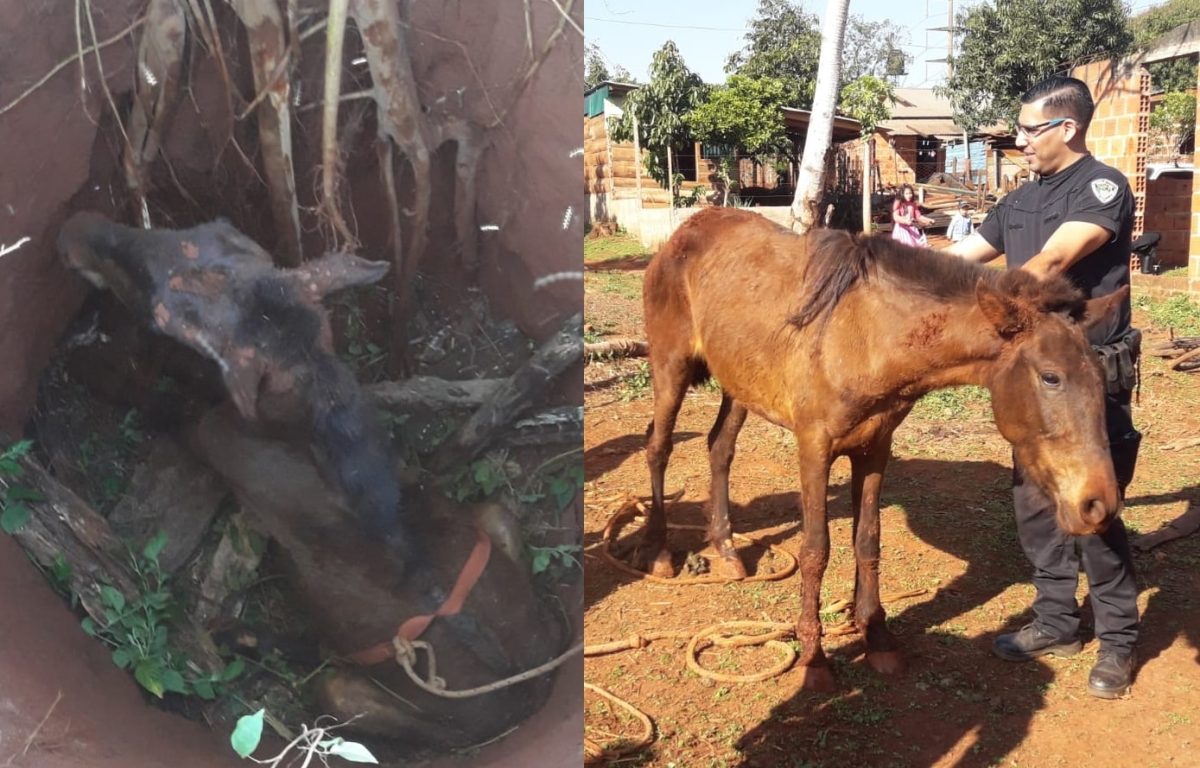 Rescataron a un caballo