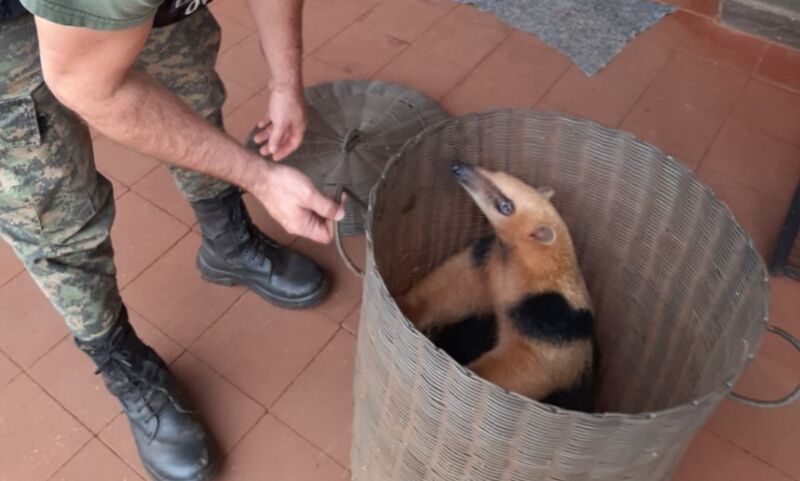 Rescataron a una “osa melera”