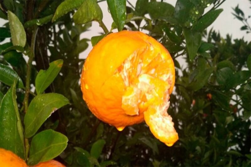 Temporal en Entre Ríos