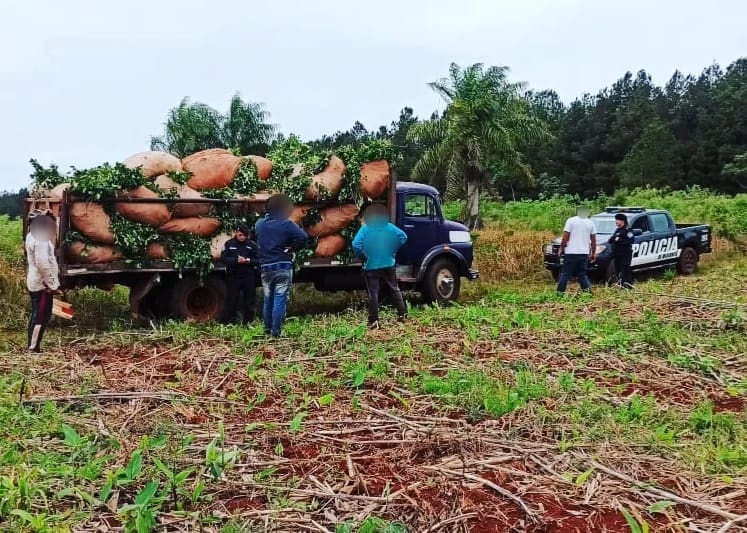 Se hizo pasar por el dueño de un campo en Capioví para intentar robar yerba