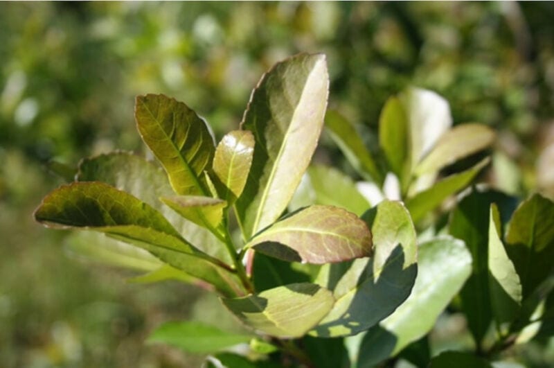 precio pasa a laudo de Nación